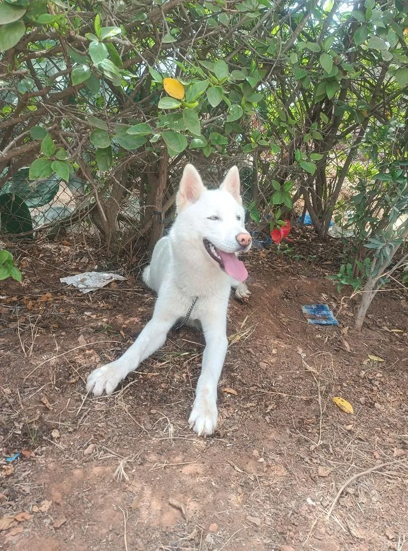 Husky Blanc