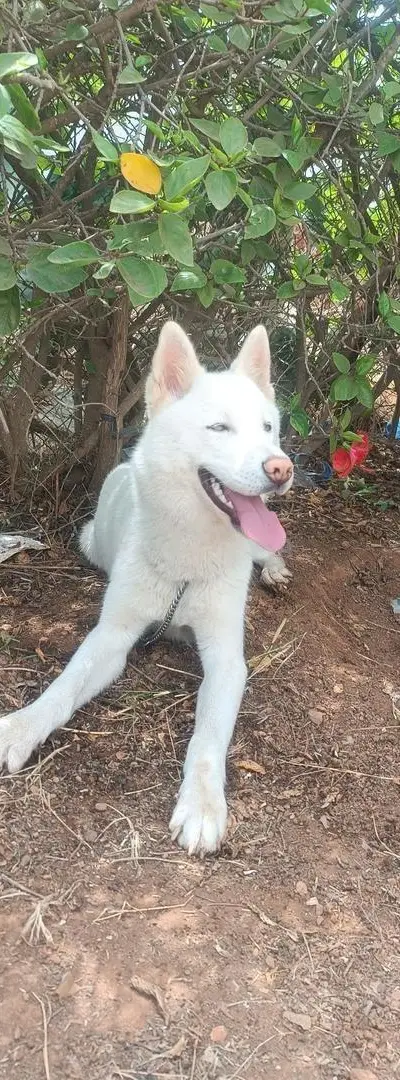 Husky Blanc