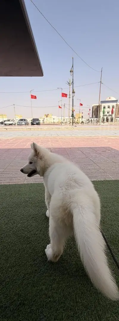🐶 À VENDRE – BERGER BLANC SUISSE
