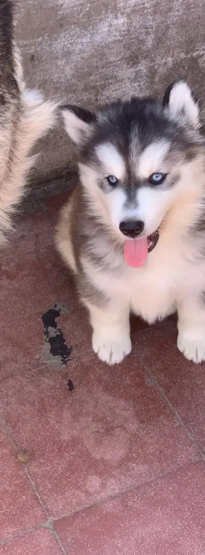 Husky à vendre