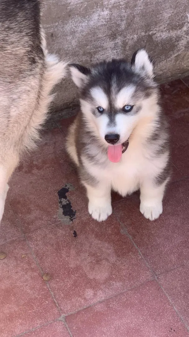 Husky à vendre