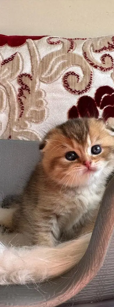 Scottish fold golden