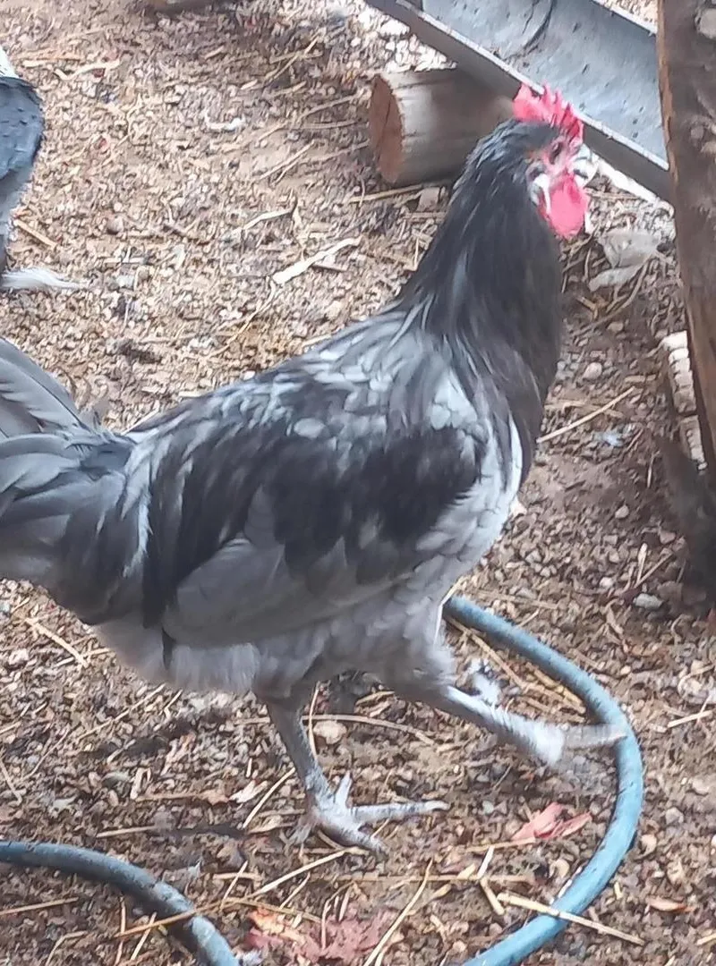 Volailles disponibles à Agadir, contactez-moi si intéressé