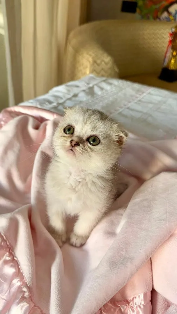 Des chatons Scottish Fold adorables