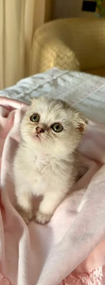 Des chatons Scottish Fold adorables