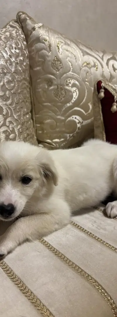 Petite chienne à vendre – 2 mois