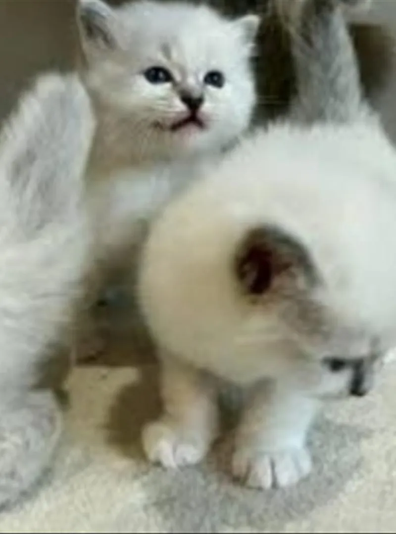 chaton ragdoll age