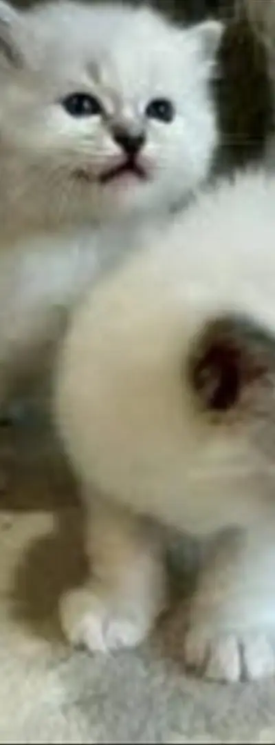 chaton ragdoll age
