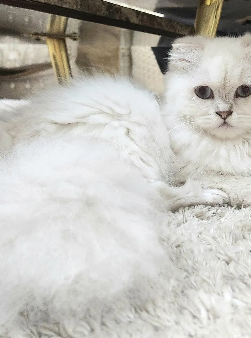 RARE Chatte miniature highland (scottish fold)