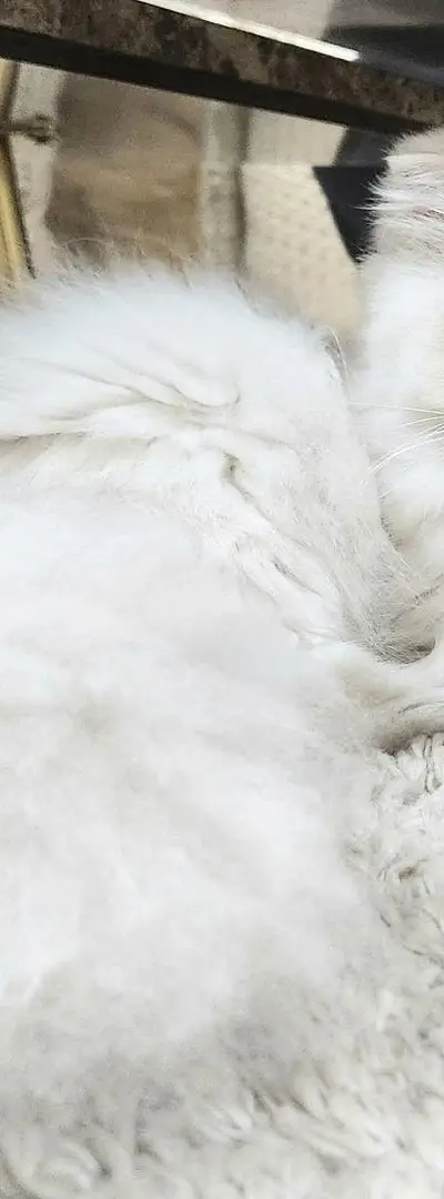 RARE Chatte miniature highland (scottish fold)