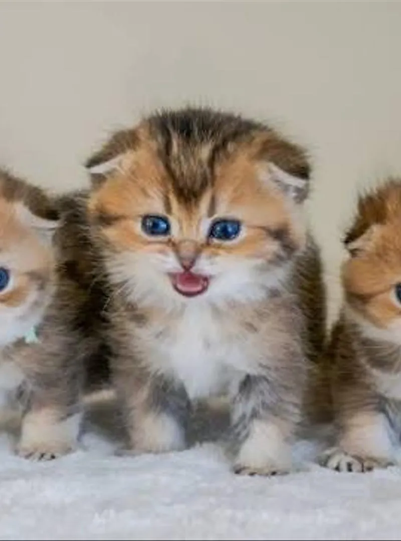 Scottish Fold Gold