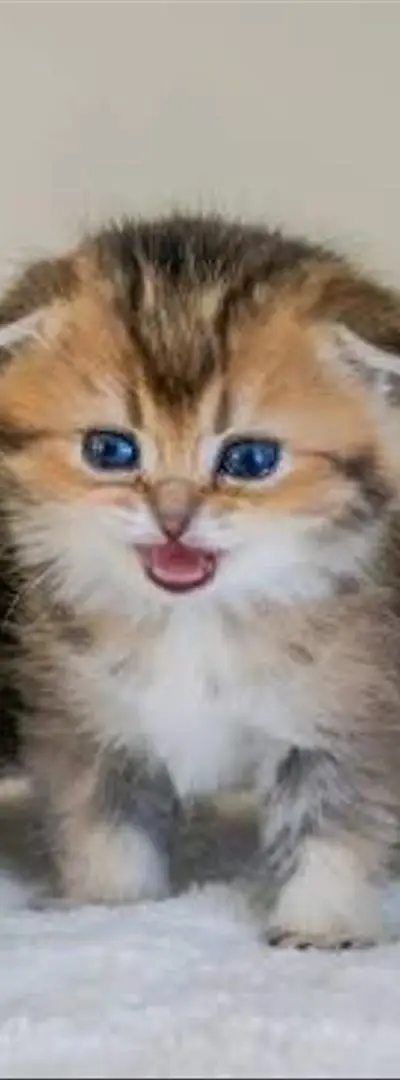 Scottish Fold Gold
