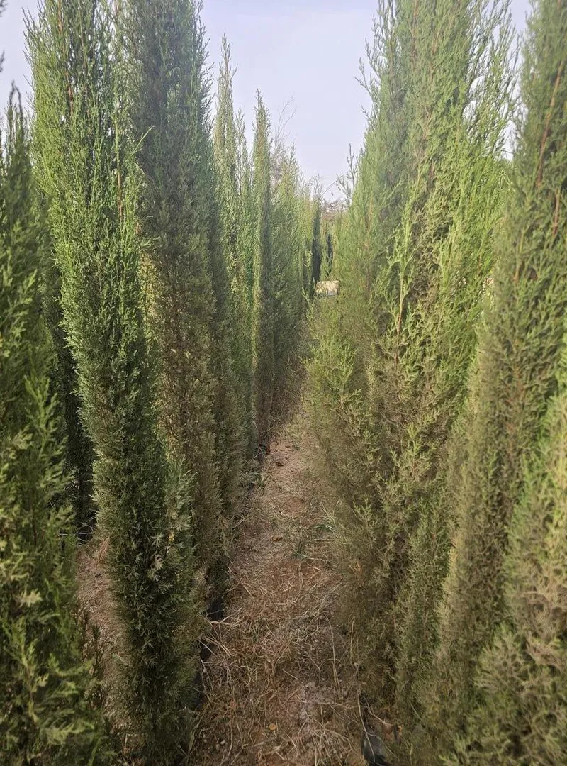 🌲 Cyprès Bougie / Cyprès Colonne à vendre