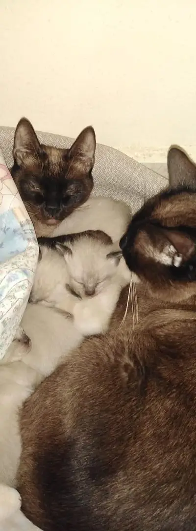 Chaton Siamois