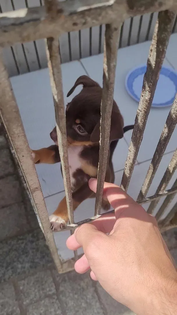 Une chienne Pinscher