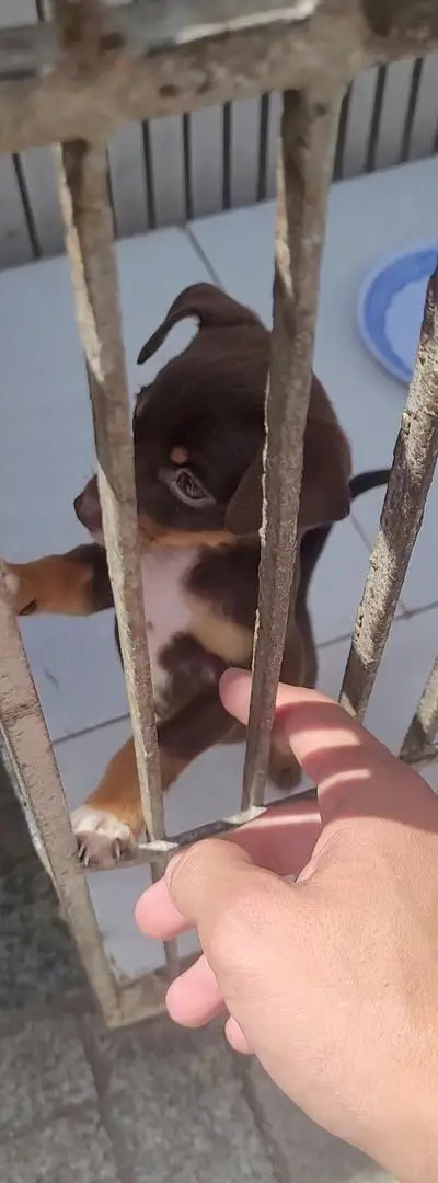 Une chienne Pinscher