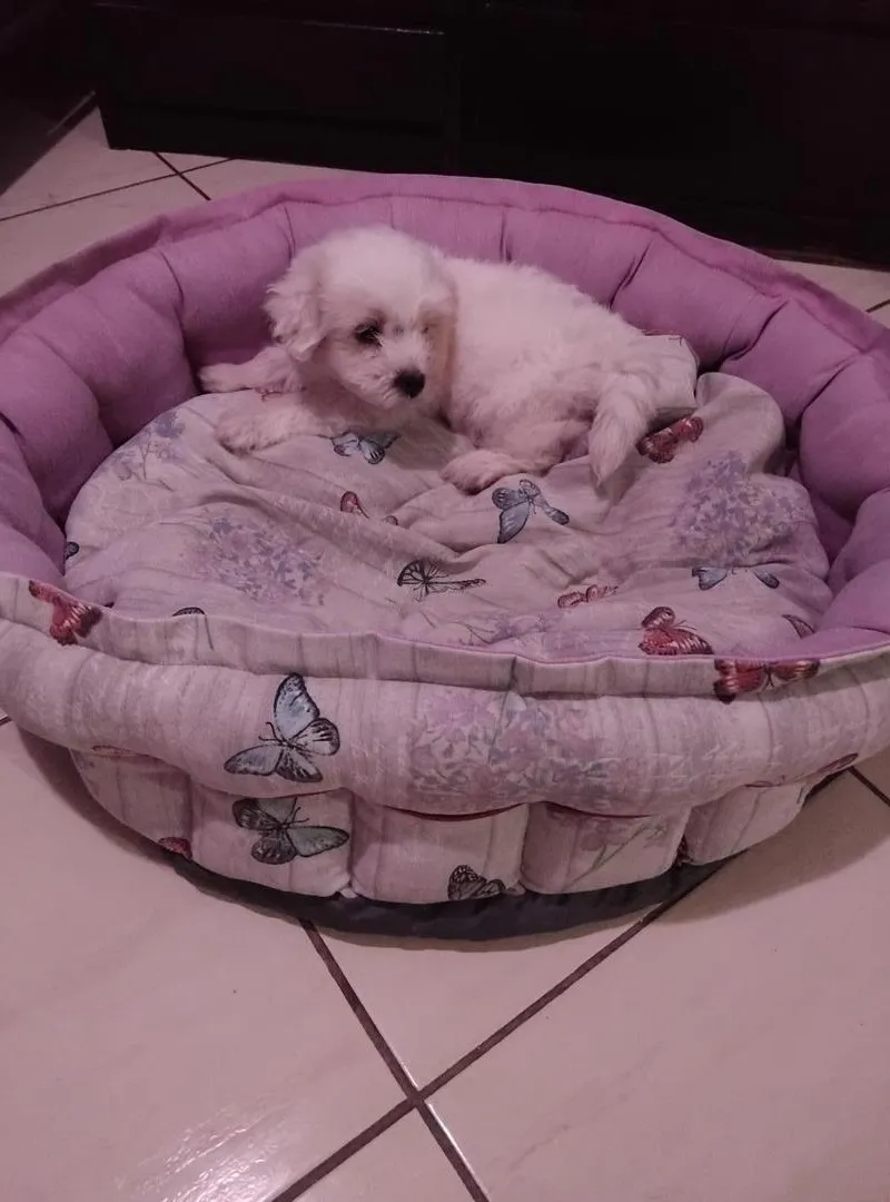 À VENDRE - BICHON MALTAIS