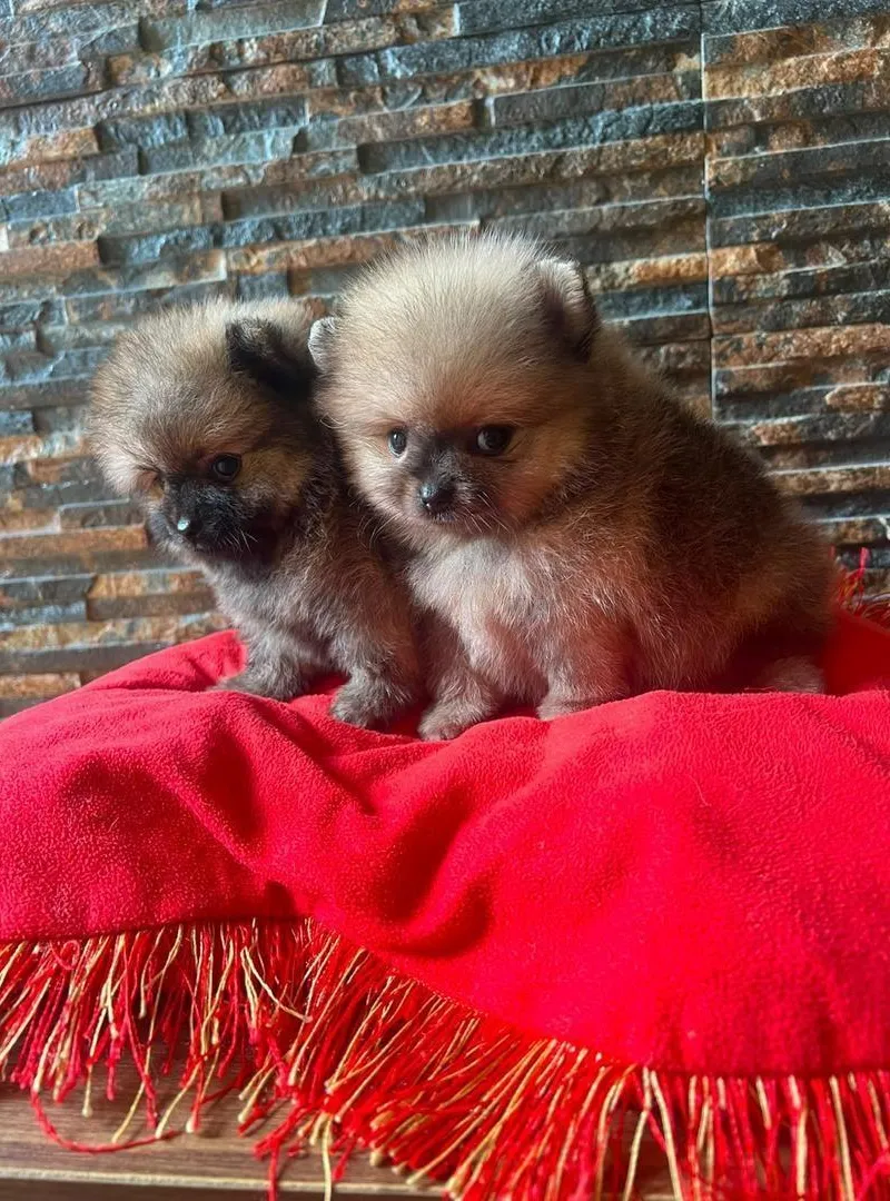 chiots spitz poméranien