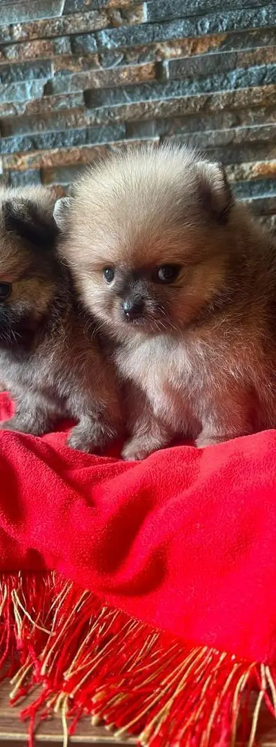 chiots spitz poméranien