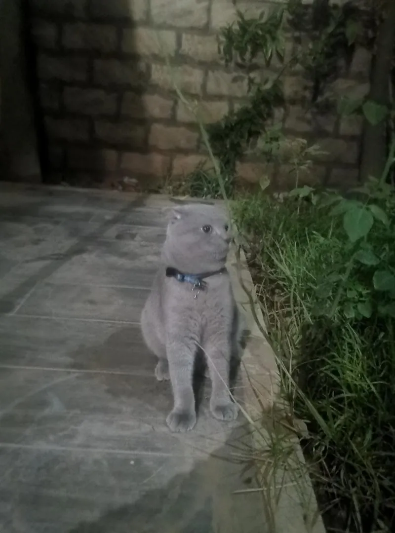 Scottish fold