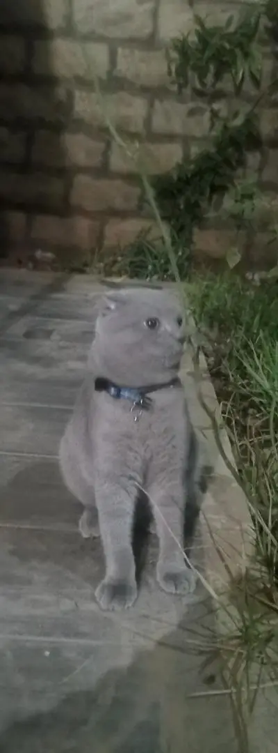 Scottish fold