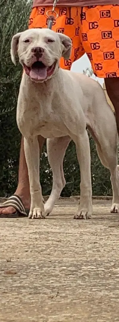 Chien argentin 7 mois top rass