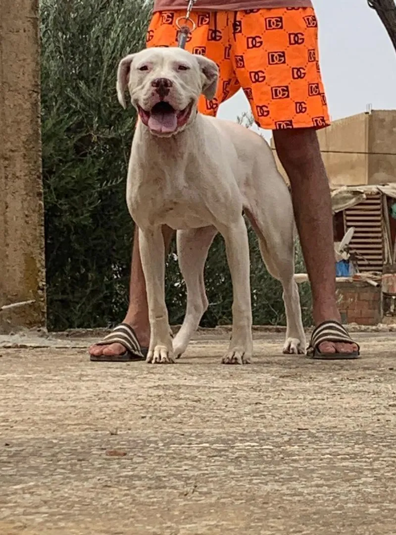 Chien argentin 7 mois top rass