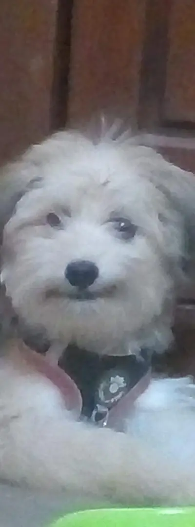 Belle chienne belle et active