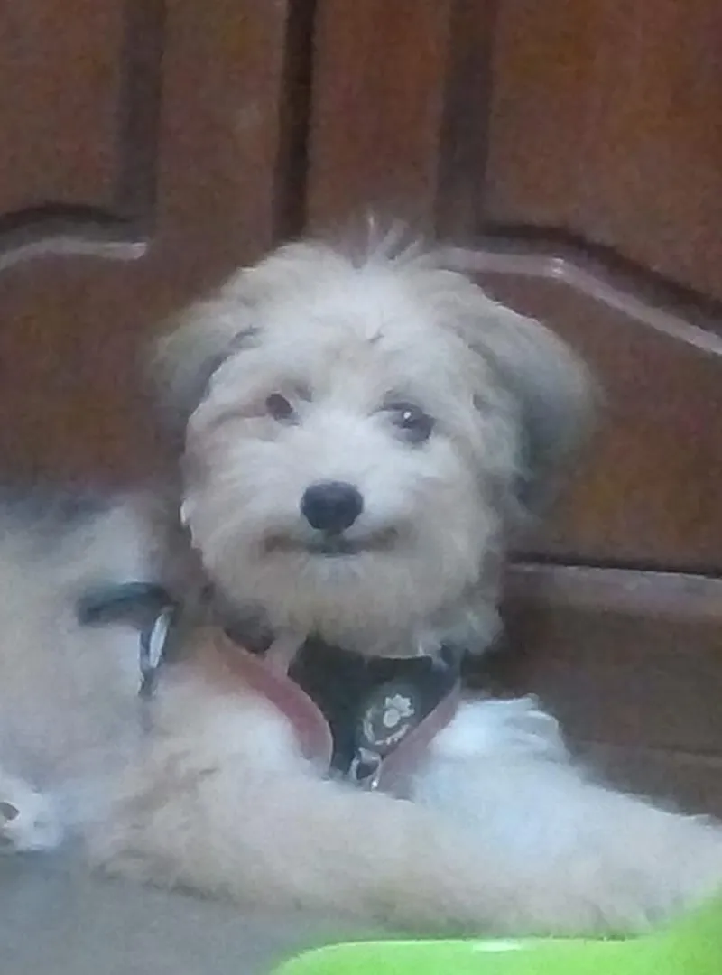 Belle chienne belle et active
