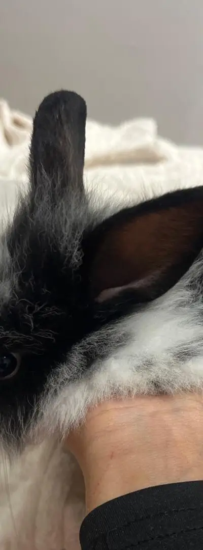 Lapin nain à vendre