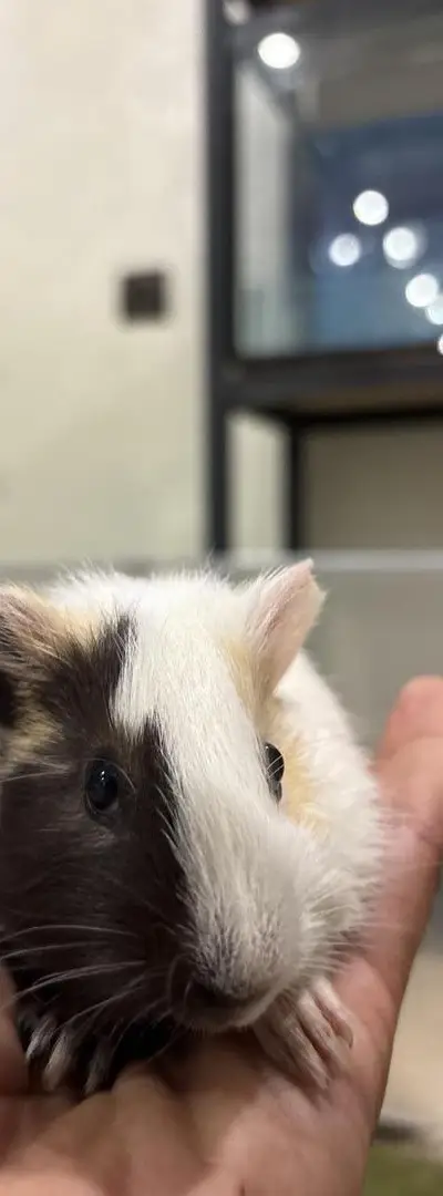 Cochon d’inde 🐹