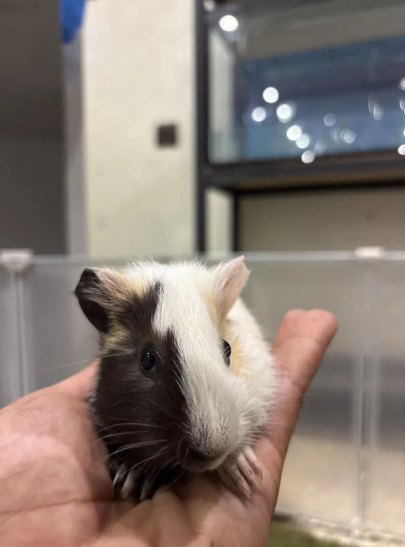 Cochon d’inde 🐹