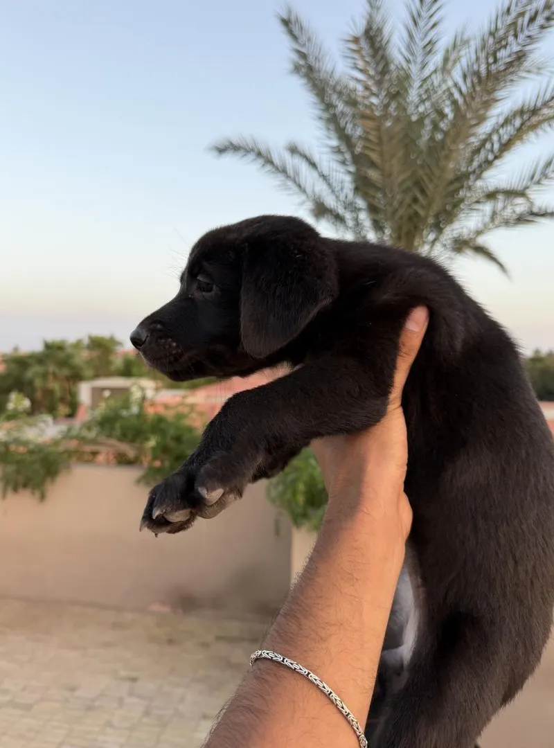 Chiots à adopter
