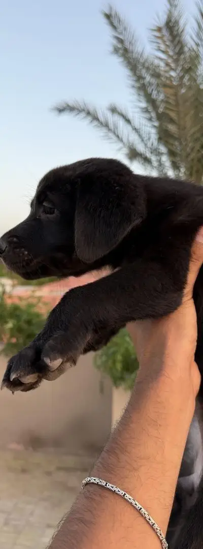 Chiots à adopter