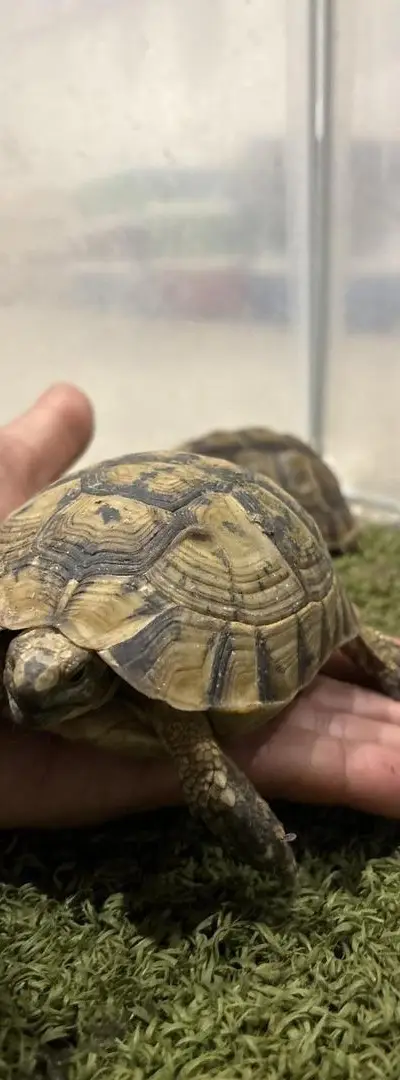 Petite tortue 🐢
