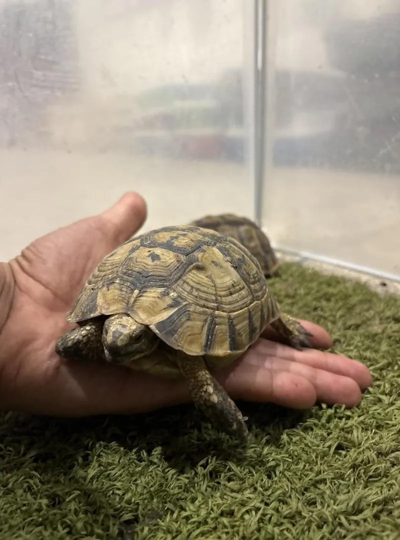 Petite tortue 🐢