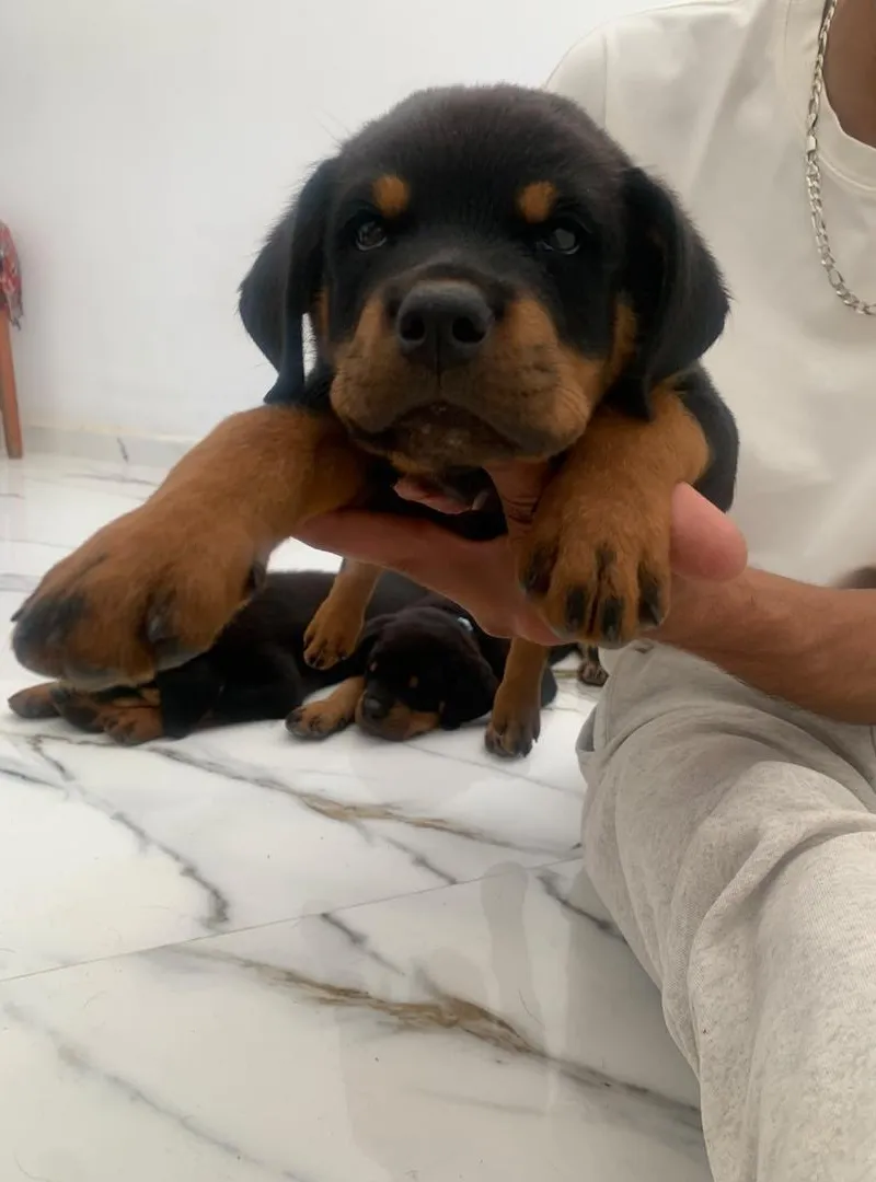 Rottweiler