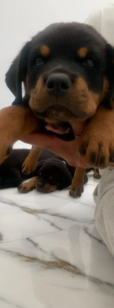 Rottweiler