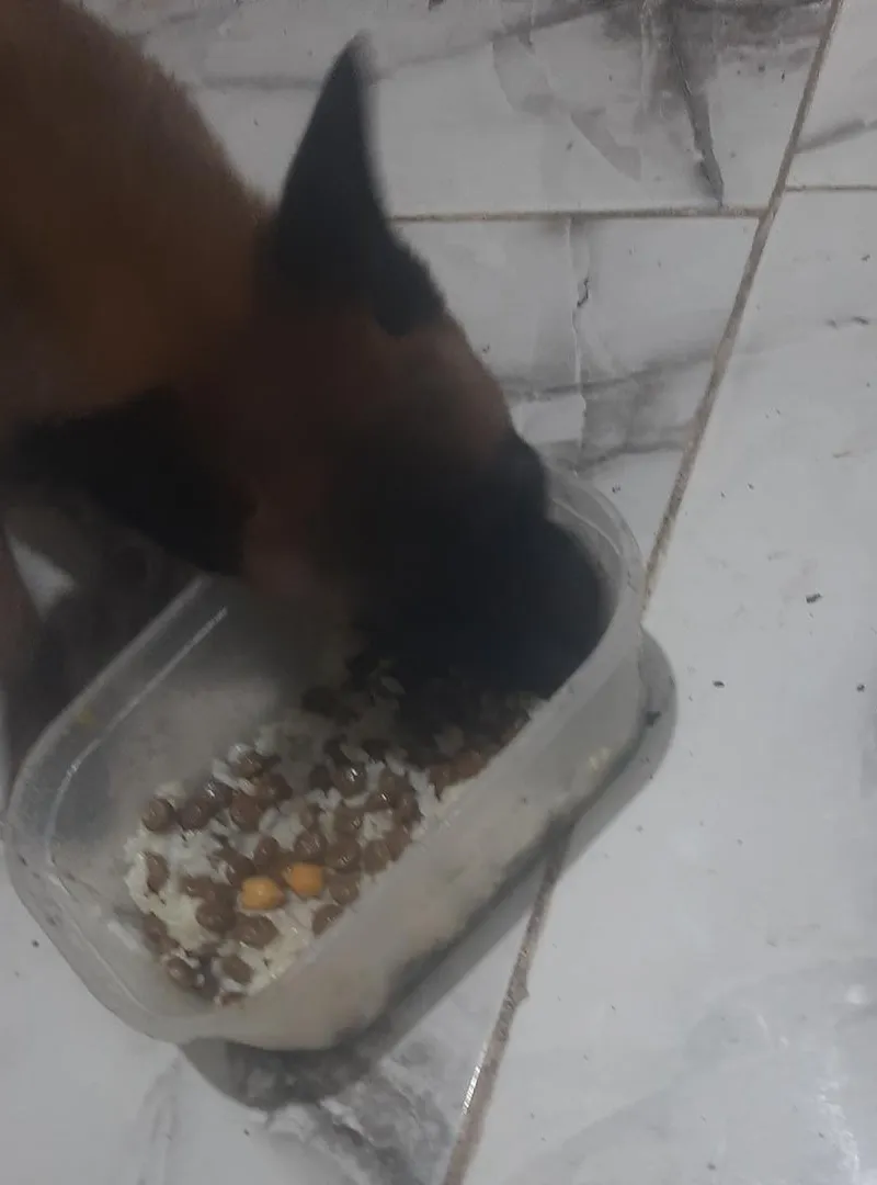 Chiot malinois