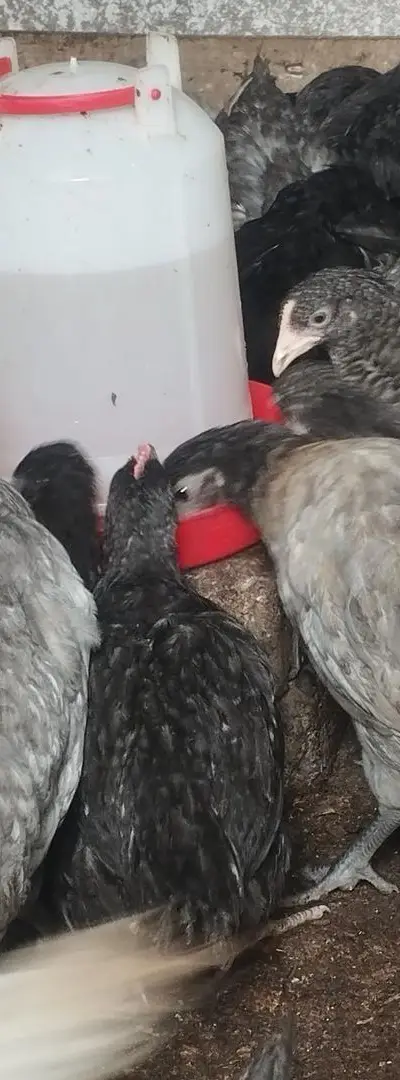 Argent de mélange de races, première génération
