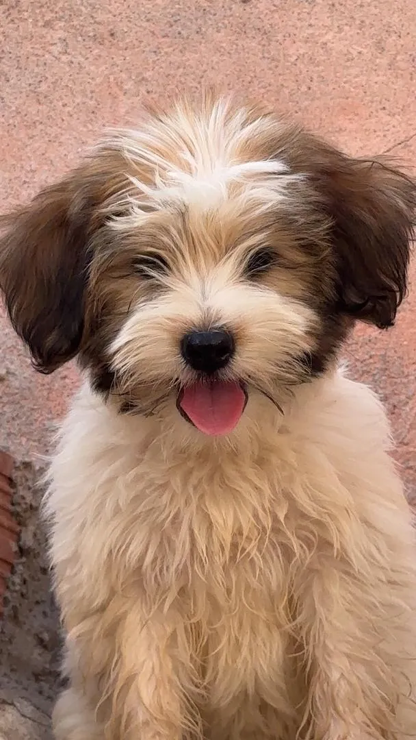 Chiens Bichon Havanais