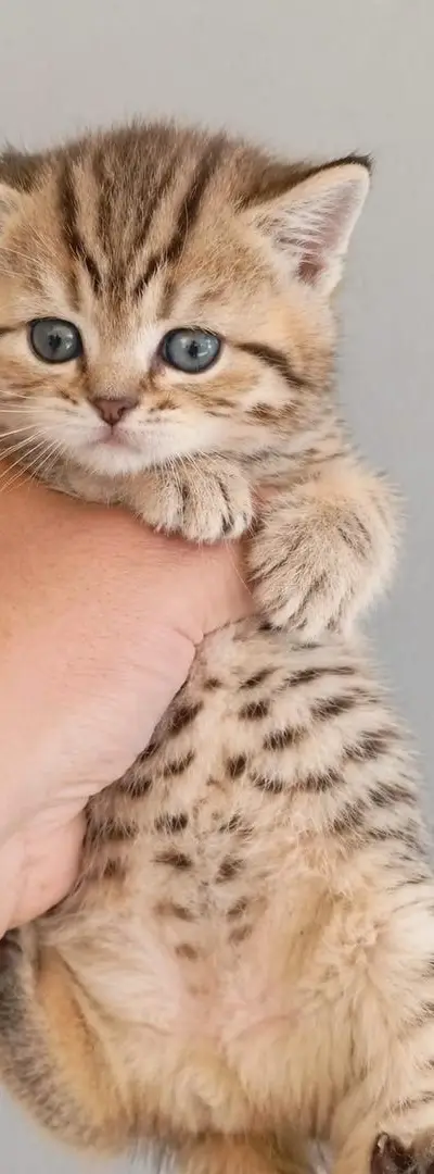 British Shorthair 💯 pur