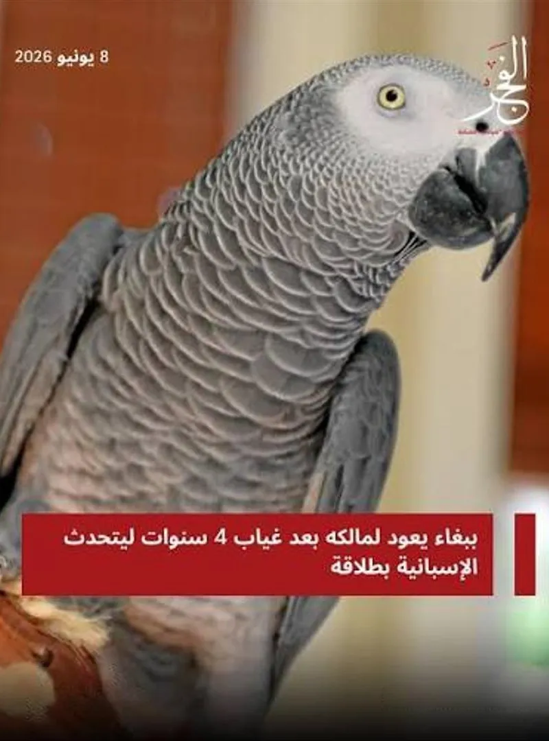 Perroquet gris à vendre