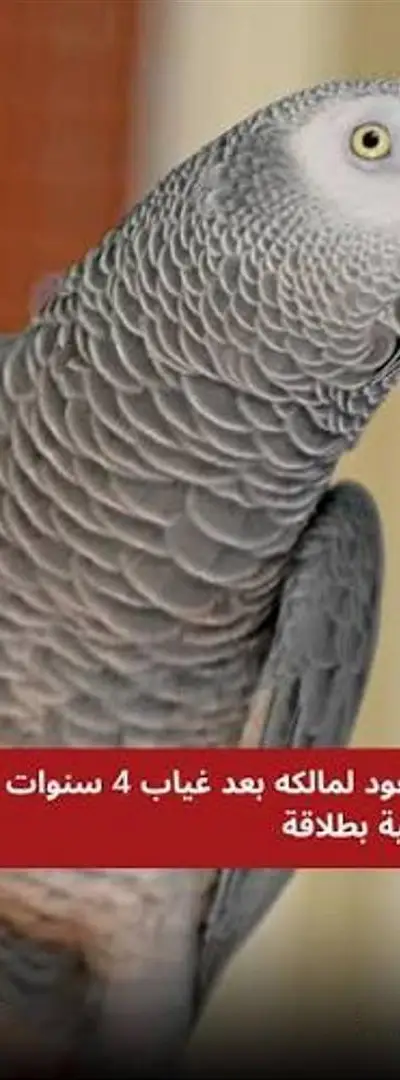 Perroquet gris à vendre