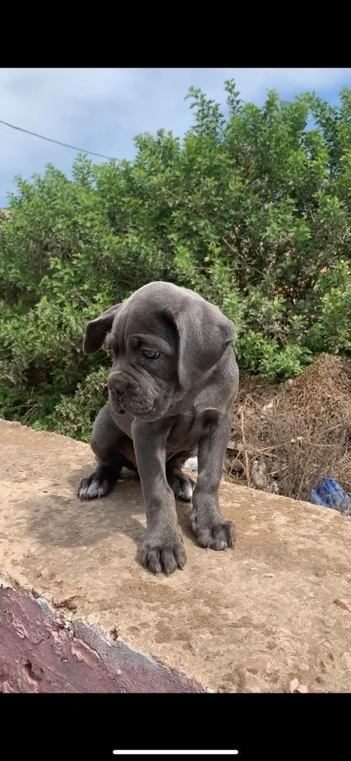 Femelle Cane Corso