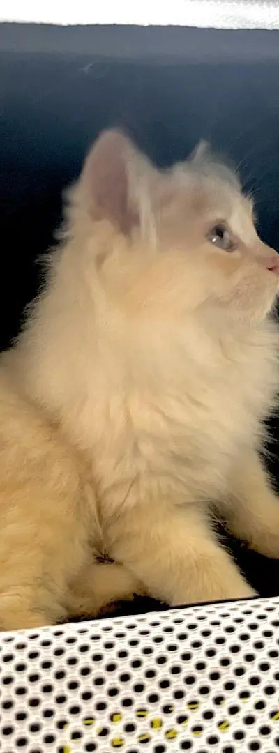 Chaton croisé Siamois Persan avec cage gratuite