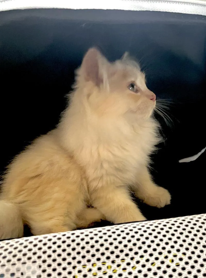 Chaton croisé Siamois Persan avec cage gratuite