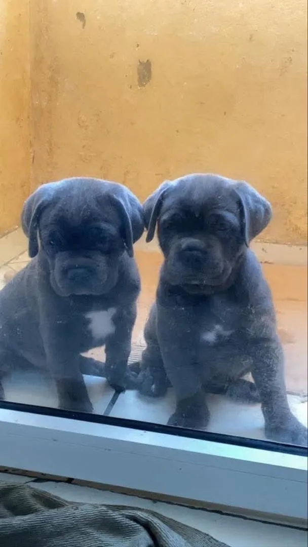 Chiot Cane Corso pure race