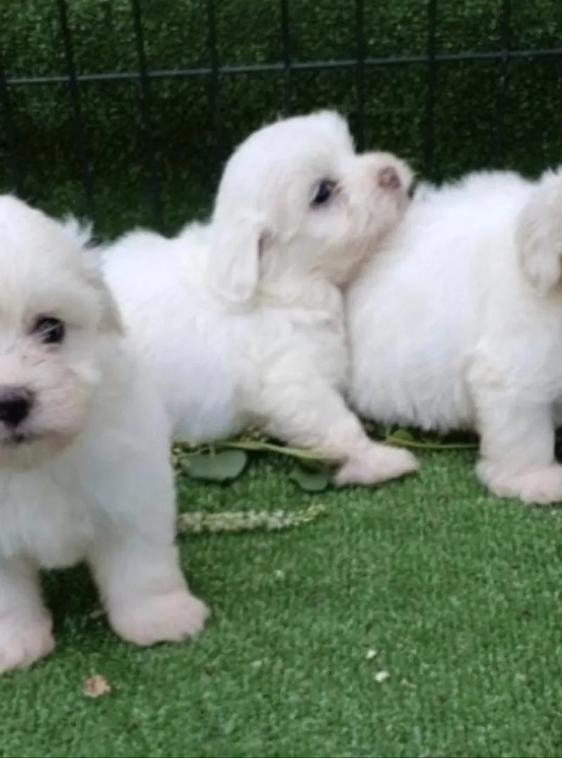 Bichons maltais purs adorables
