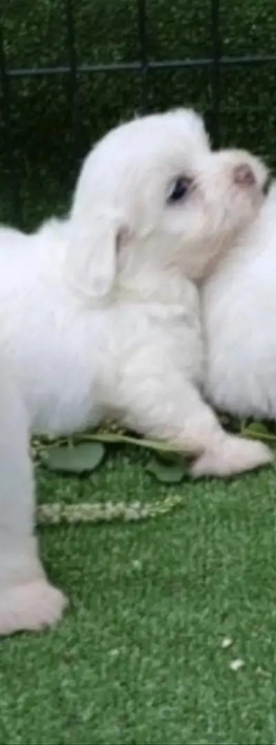 Bichons maltais purs adorables